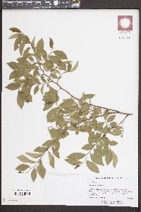 Ulmus parvifolia image