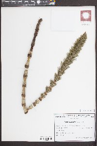 Equisetum telmateia image