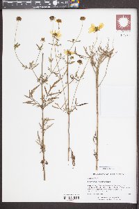 Bidens mitis image