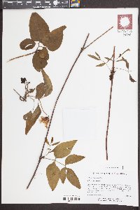 Clematis crispa image