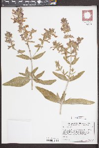 Salvia canariensis image