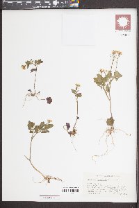 Cardamine clematitis image