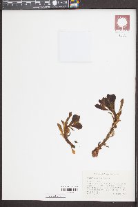 Hylotelephium telephioides image