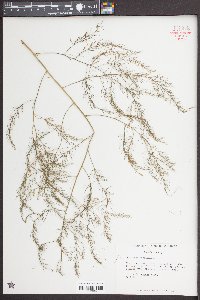 Asparagus officinalis image