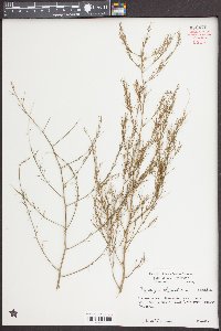 Asparagus officinalis image