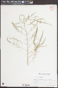 Asparagus officinalis image