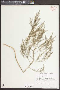 Asparagus officinalis image