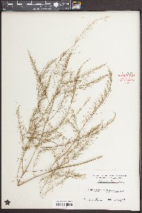 Asparagus officinalis image