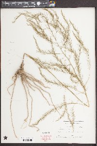 Asparagus officinalis image