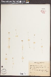 Burmannia capitata image