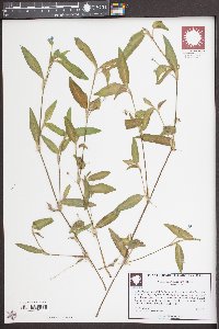 Commelina diffusa image