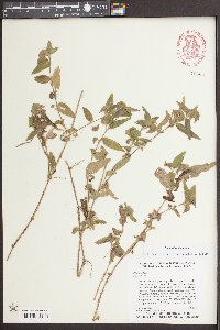 Commelina diffusa image