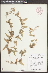 Commelina diffusa image