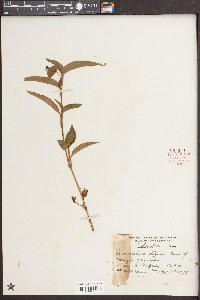 Commelina diffusa image