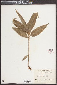Commelina virginica image