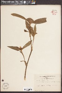 Commelina virginica image