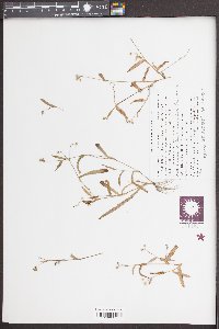 Murdannia nudiflora image