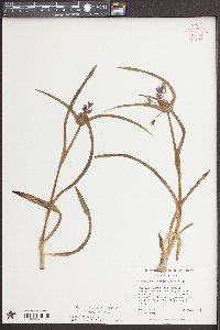 Tradescantia hirsuticaulis image