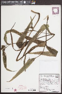 Tradescantia subaspera image