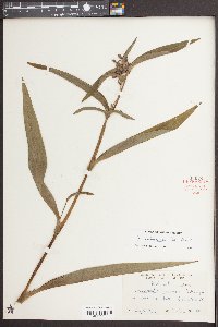 Tradescantia subaspera image