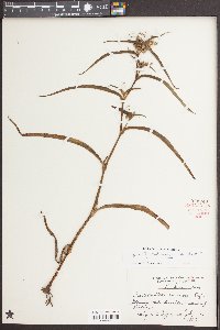 Tradescantia subaspera image