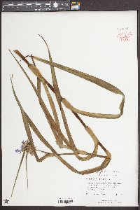 Tradescantia subaspera image