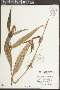 Tradescantia subaspera image