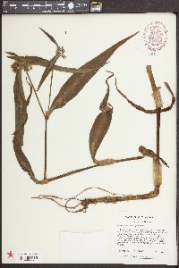 Tradescantia subaspera image