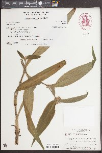 Tradescantia subaspera image