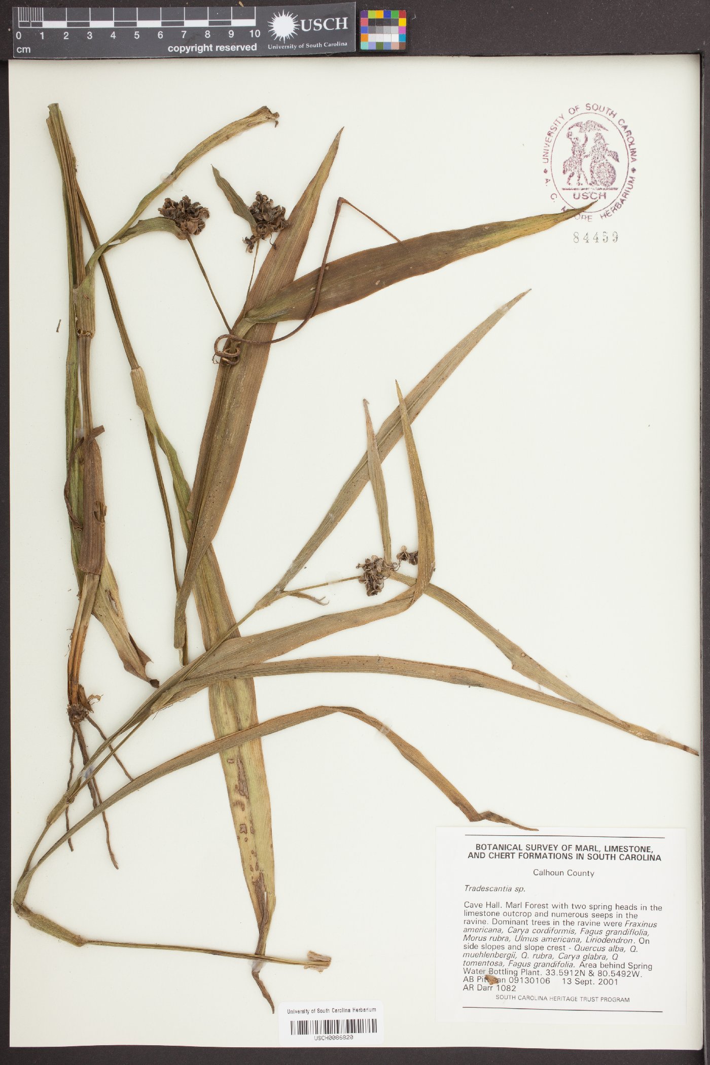 Tradescantia speciosa image