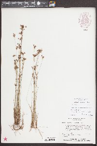 Bulbostylis ciliatifolia image