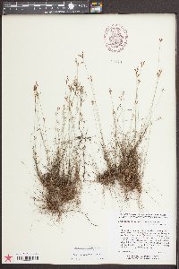 Bulbostylis ciliatifolia image