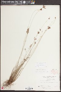 Bulbostylis coarctata image