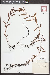 Proserpinaca palustris image