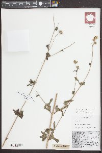 Melanthera nivea image