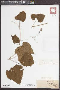 Ampelopsis cordata image