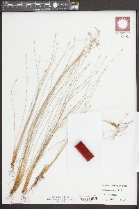 Eleocharis vivipara image