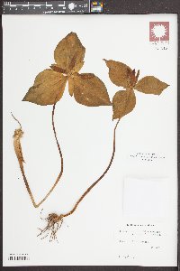 Trillium luteum image