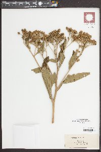 Verbesina virginica image