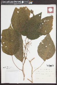 Laportea canadensis image