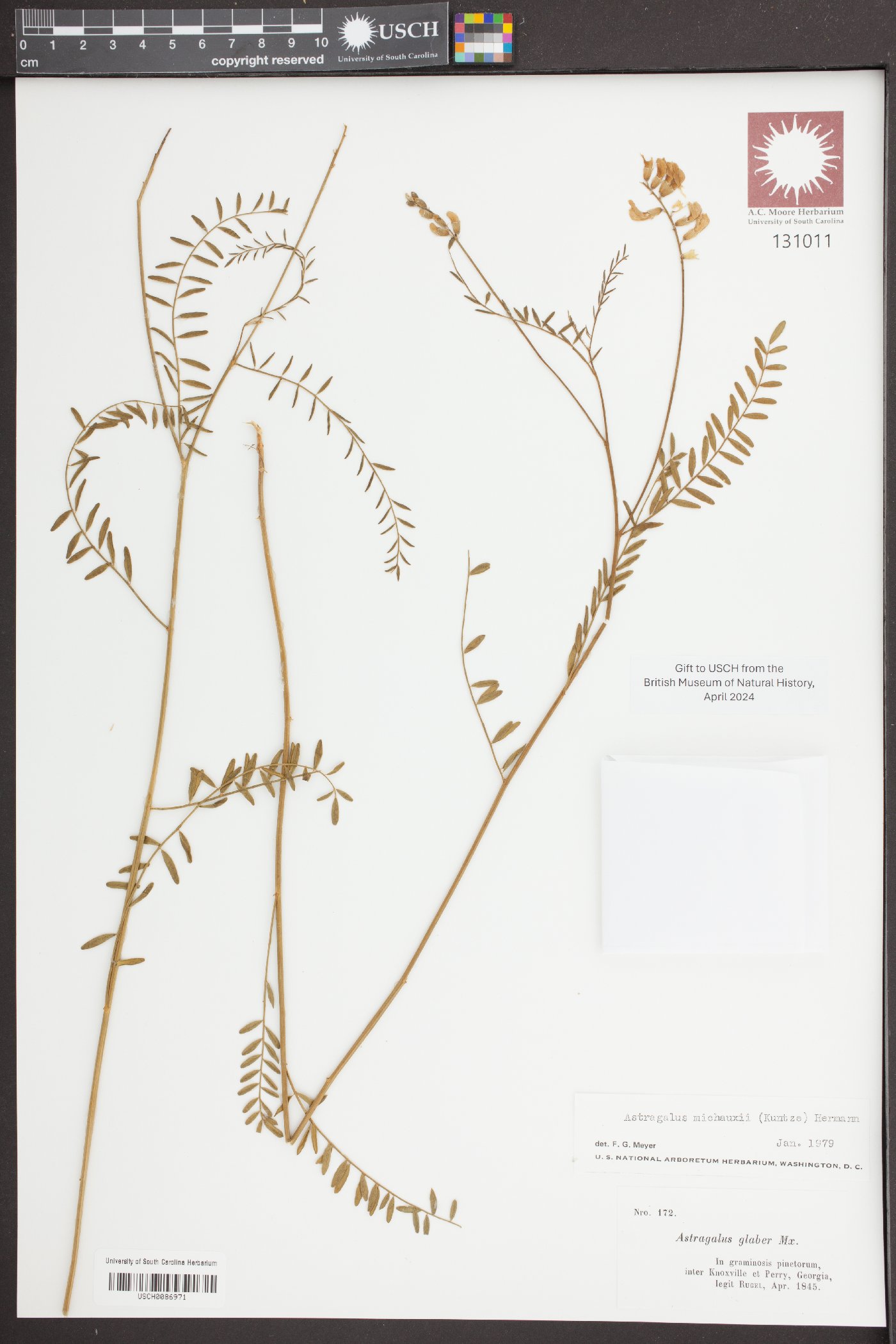 Oxytropis glabra image