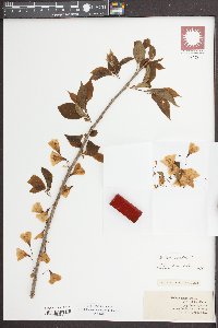 Halesia carolina image