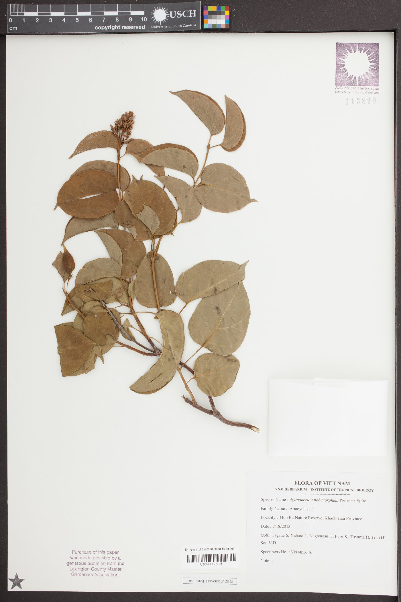 Urceola image