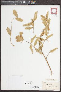 Sophora tomentosa image