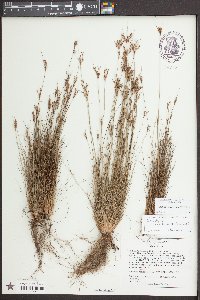 Bulbostylis coarctata image