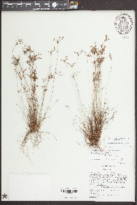 Bulbostylis coarctata image