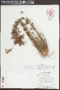 Bulbostylis coarctata image