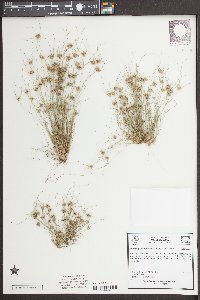 Bulbostylis stenophylla image