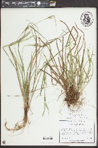 Carex planispicata image