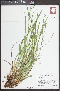 Carex planispicata image